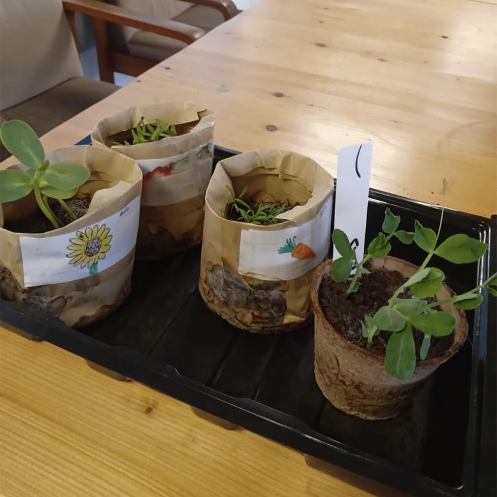 TMS Plant Seeds